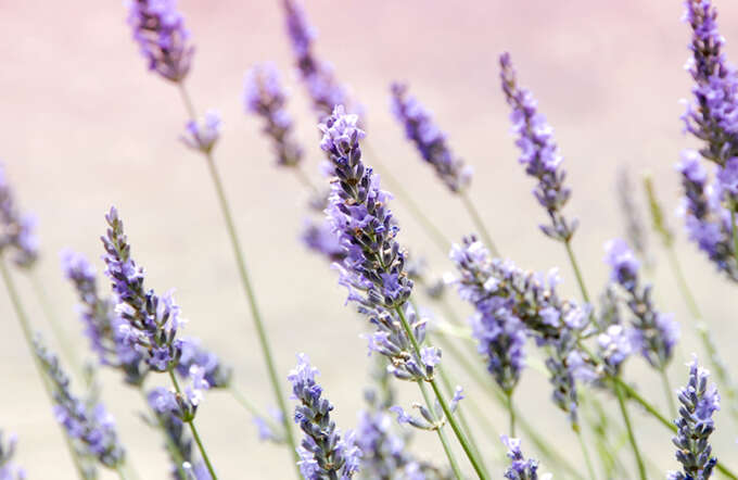news-lavendel