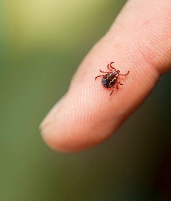 Insekten Insektenschutz