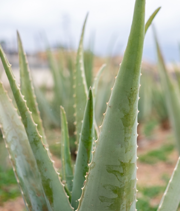 Aloe Vera