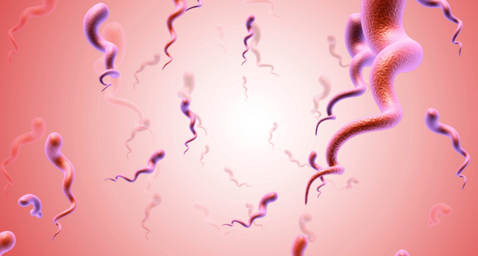 Eine Illustration der Syphilis Bacteria.