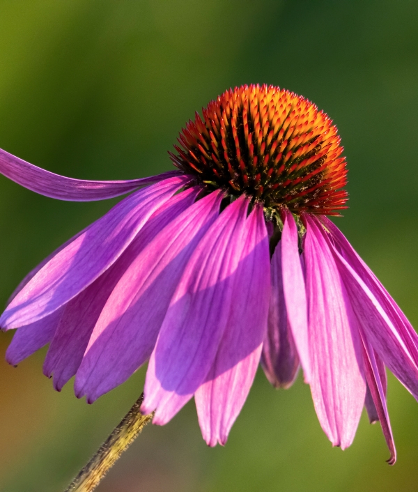 Sonnenhut oder fachsprachlich Echinacea genannt.