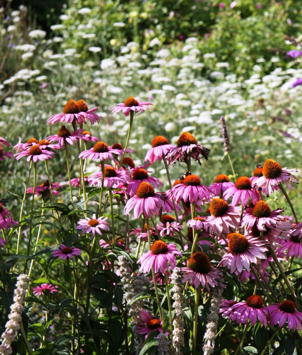Sonnenhut oder fachsprachlich Echinacea genannt.