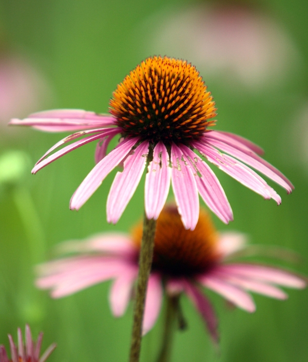 Sonnenhut oder fachsprachlich Echinacea genannt.