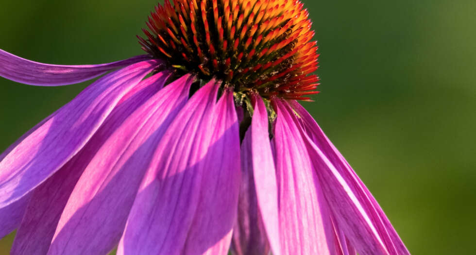 Sonnenhut oder fachsprachlich Echinacea genannt.