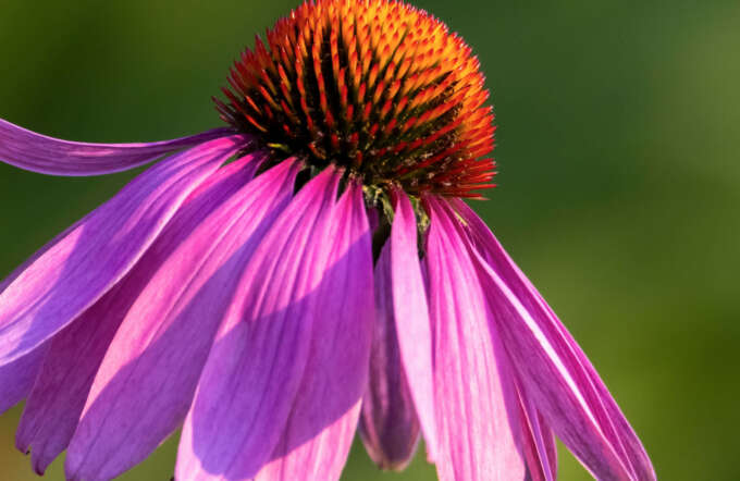 Sonnenhut oder fachsprachlich Echinacea genannt.