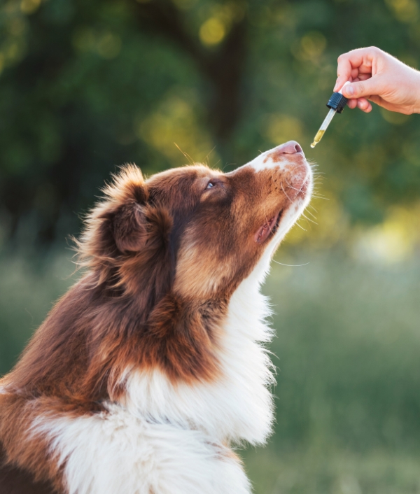 © Canva CBD bei Hunden von Sonn'werk Bio-Cannabits