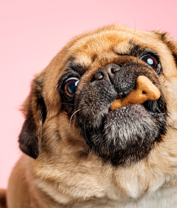 © Canva CBD bei Hunden von Sonn'werk Bio-Cannabits