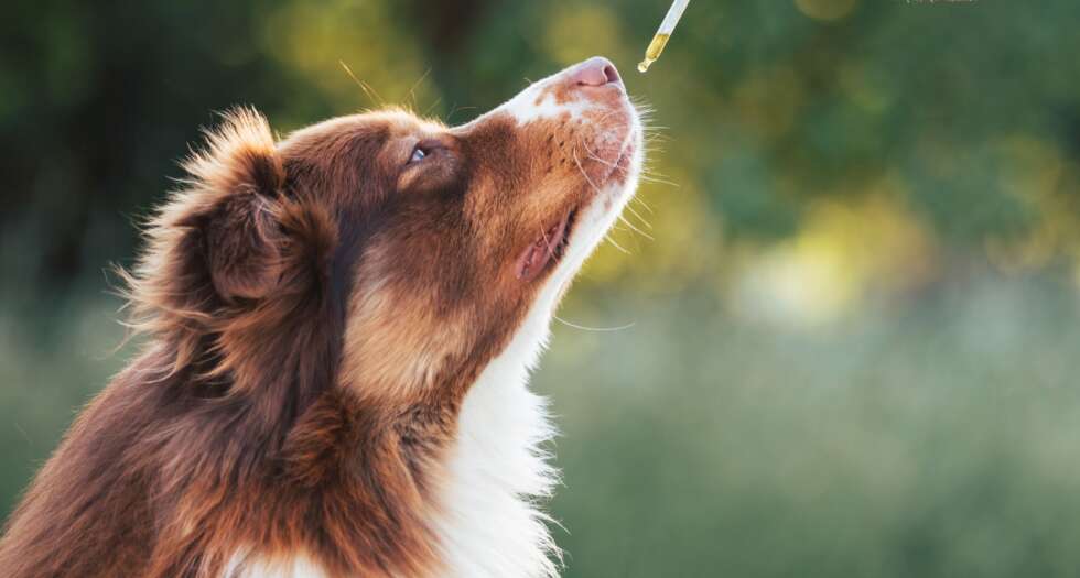 CBD bei Hunden von Sonn'werk Bio-Cannabits