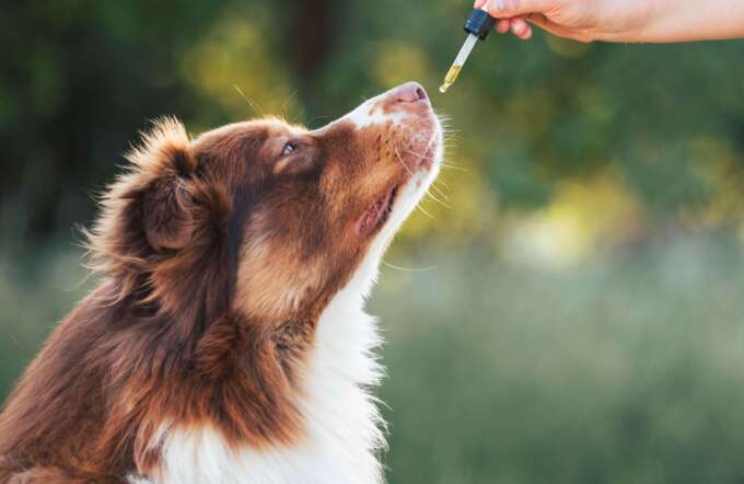 CBD bei Hunden von Sonn'werk Bio-Cannabits