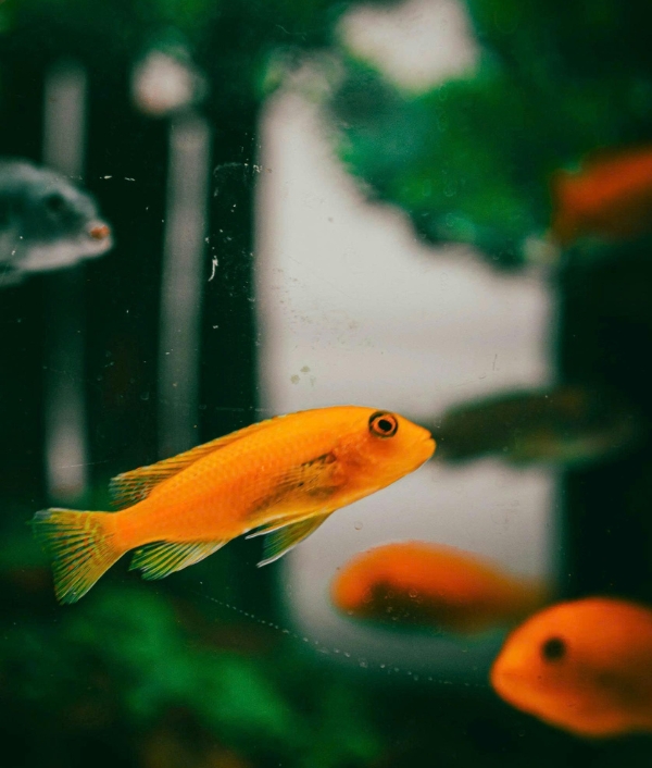 © Canva Design-Aquarium von LIVECUBE