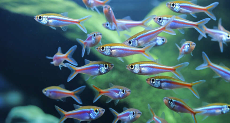 Design-Aquarium von LIVECUBE