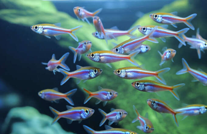 Design-Aquarium von LIVECUBE