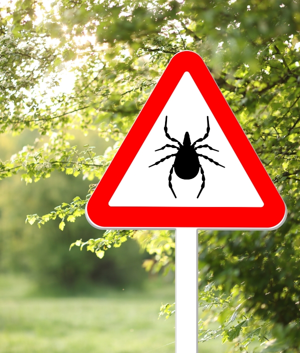 © Canva Zecken und FSME-Impfung