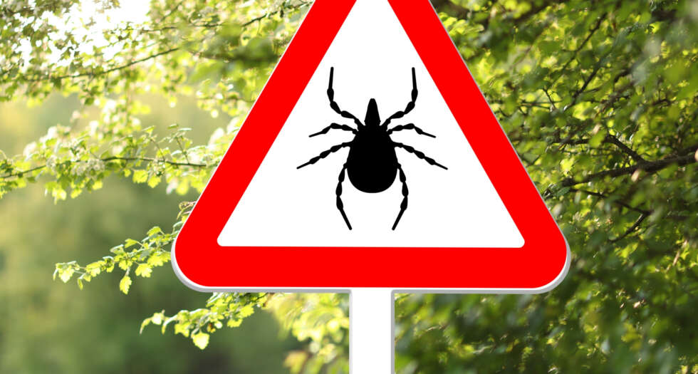 Zecken und FSME-Impfung