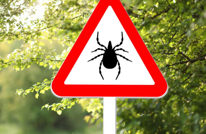 Zecken und FSME-Impfung