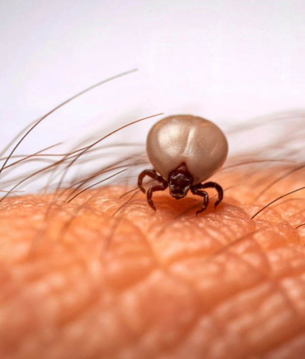 © Canva Zecken und FSME-Impfung