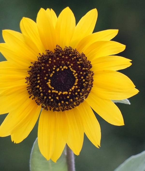 © Canva Ayçiçeği