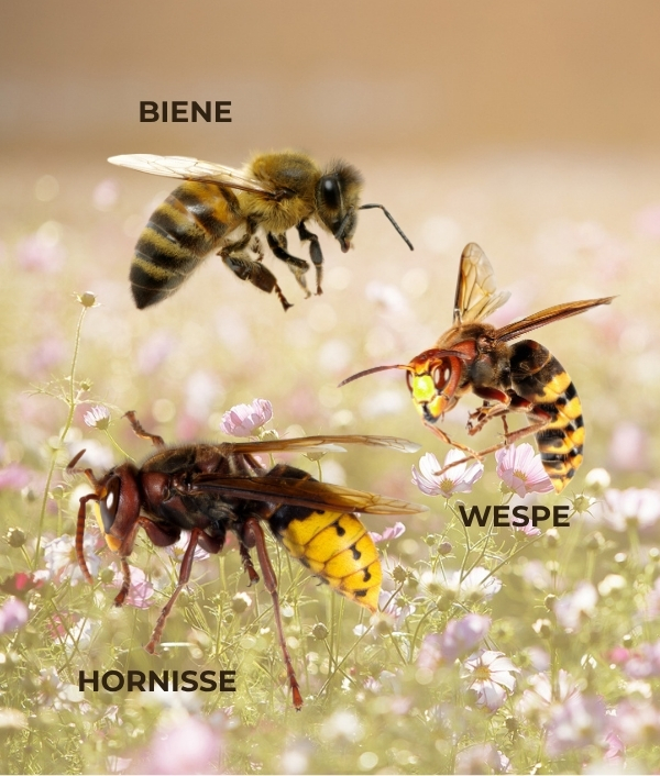 Bienenstich_Wespenstich_Hornissenstich Bienenstich Wespenstich Hornissenstich